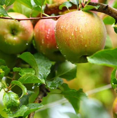 Compare to aroma APPLES & OAK by Natures Garden ® F32438